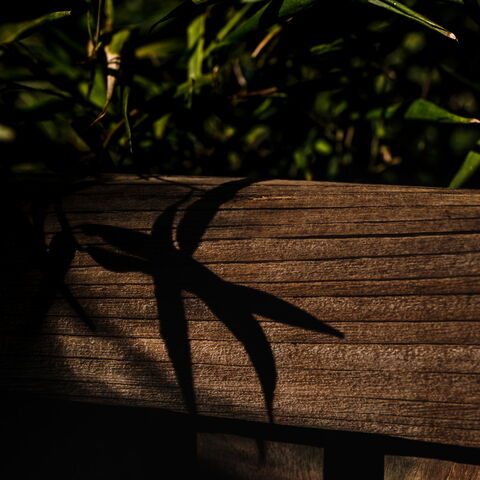 Gartenidylle im Corona / Lockdown … 12 Monate später