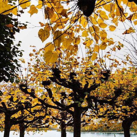 Herbstliche Schattenspiele …